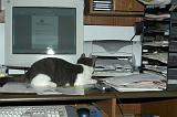 20031120_Kitty Kat_068